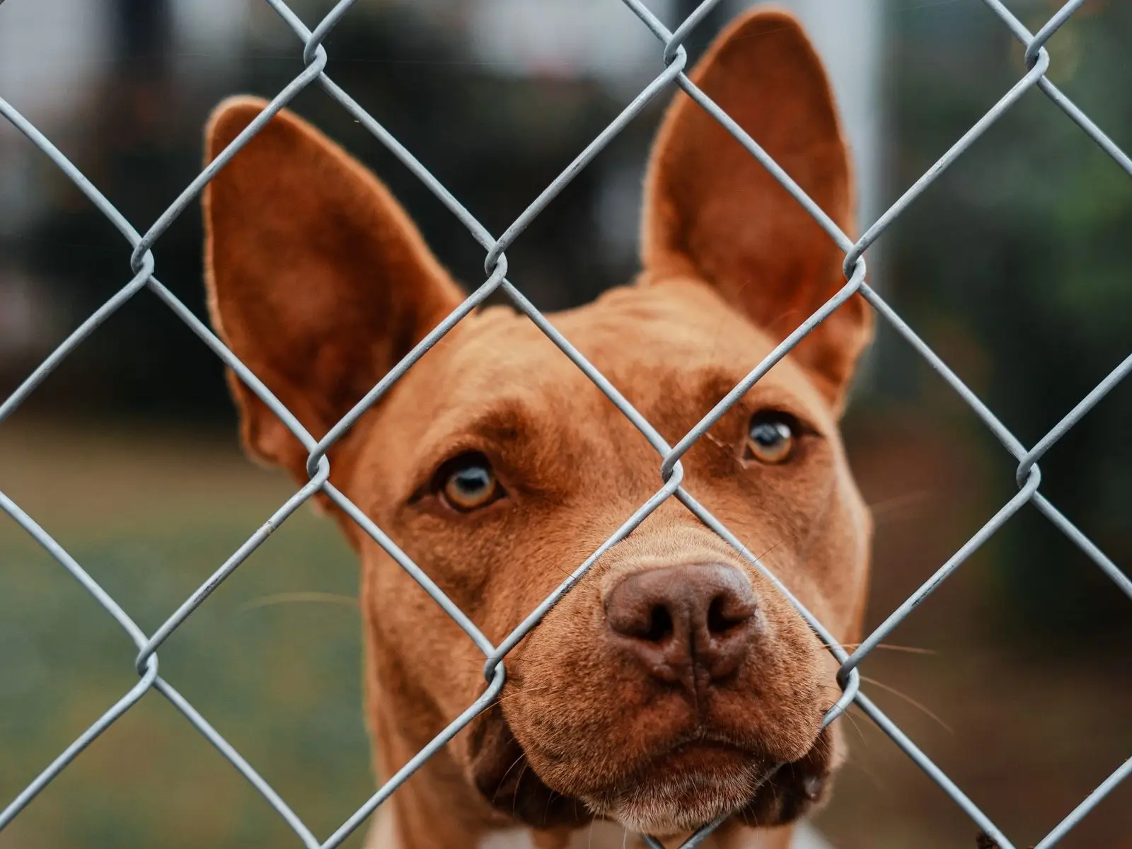 Happy dog looking through a galvanized chain link fence