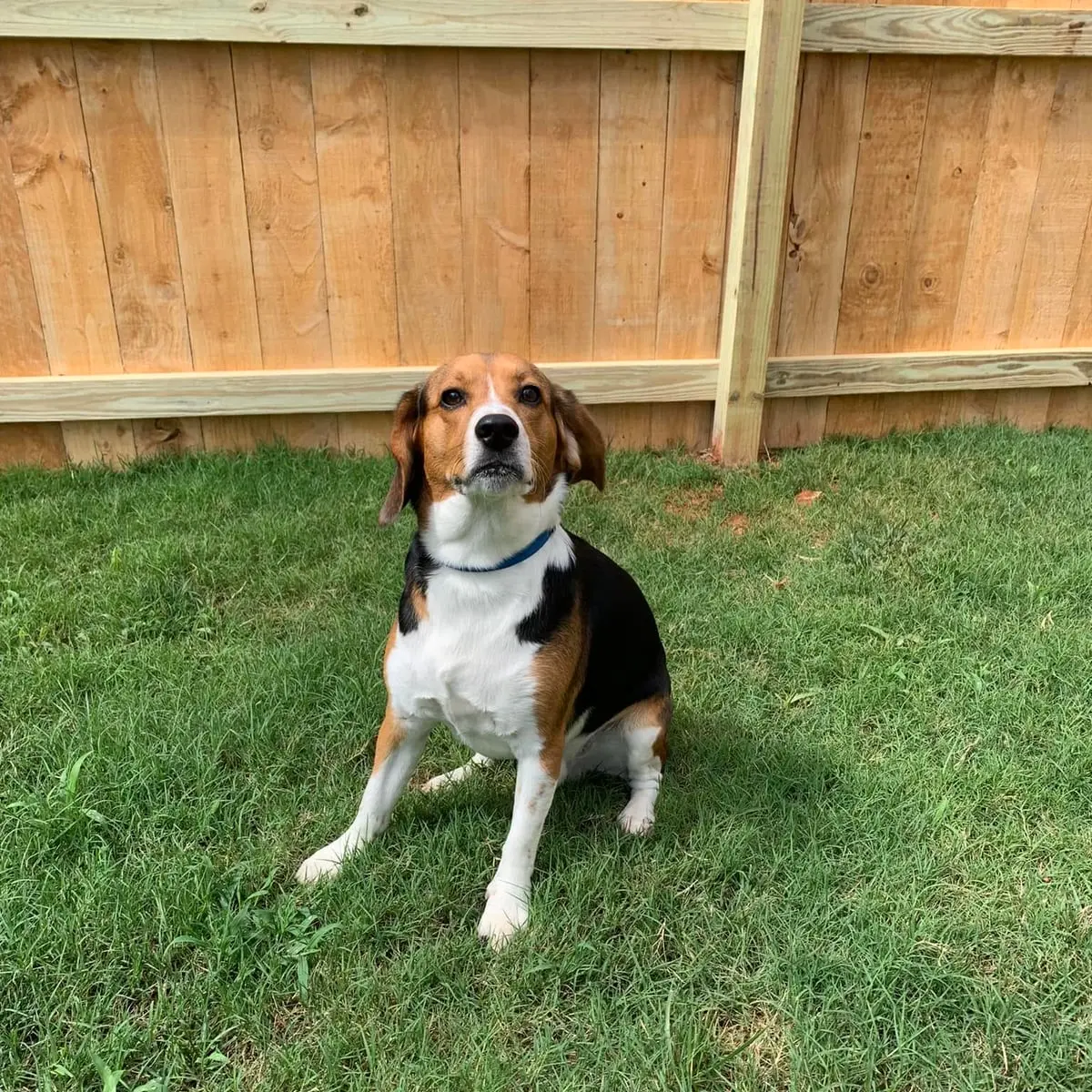 Beagle sitting proud in front of a new Spartan Fence SC wood privacy fence