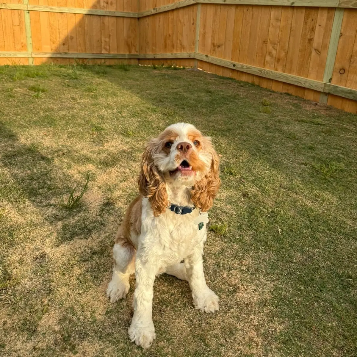 Cocker spaniel smiling in a backyard fenced by Spartan Fence SC