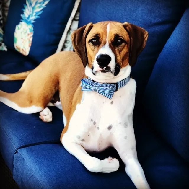 Cody Maverick the dog, a satisfied Spartan Fence SC customer