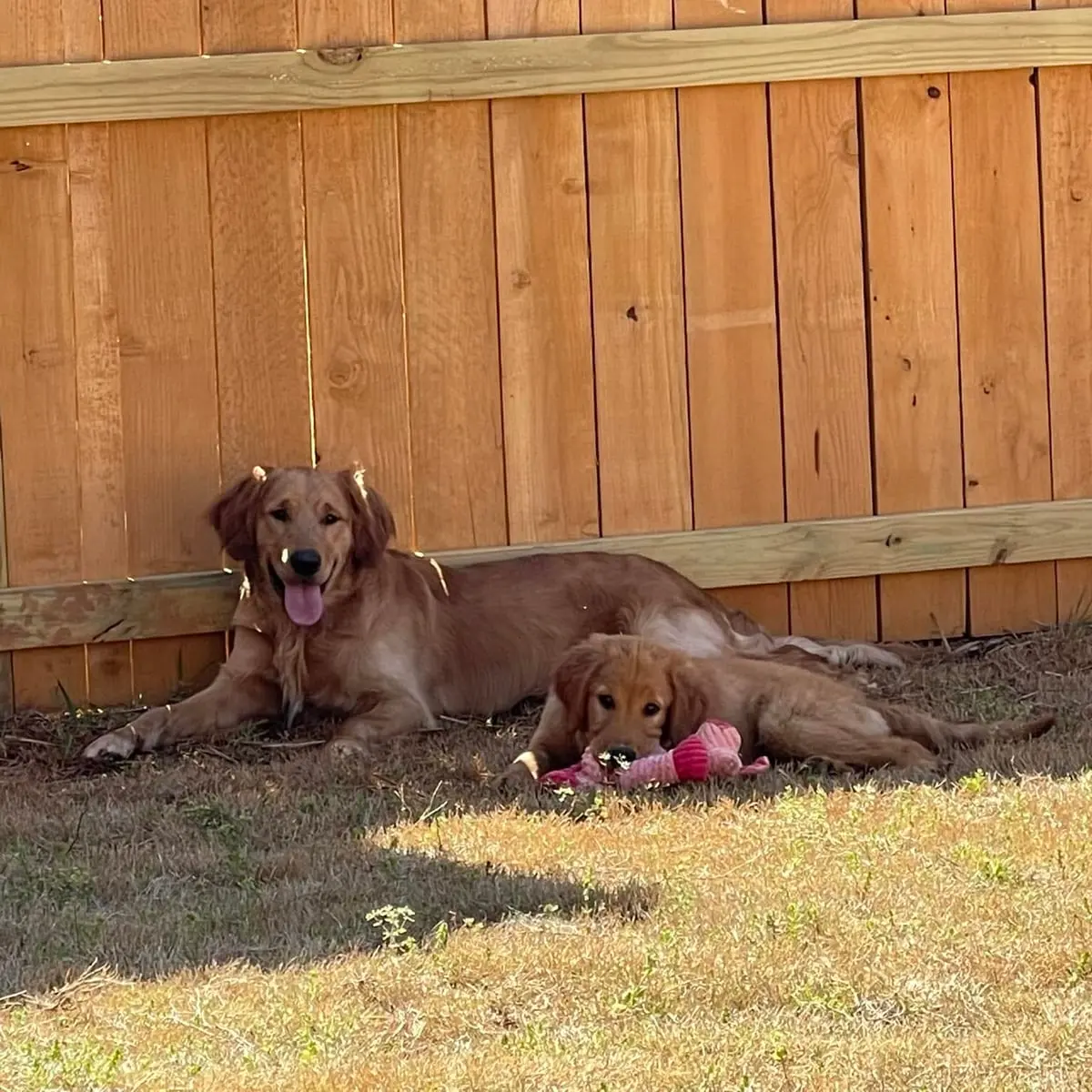 Golden retriever and her puppy relaxing along their new wood privacy fence
