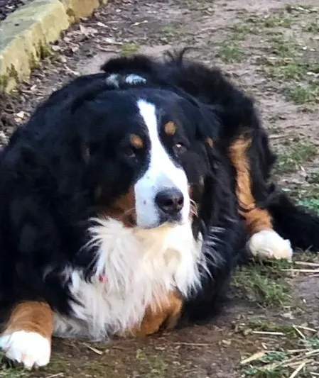 Miss Maddie the dog enjoying her new Spartan Fence SC fence